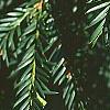 Taxus baccata, leaves