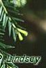 Taxus baccata, leaves
