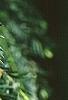 Taxus baccata, leaves