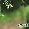 Taxus baccata, leaves