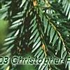 Taxus baccata, leaves
