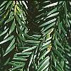 Taxus baccata, leaves