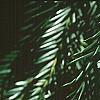 Taxus baccata, leaves