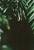 Taxus baccata, leaves