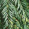 Taxus baccata, leaves