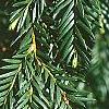 Taxus baccata, leaves
