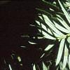 Taxus cuspidata, fruit