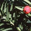 Taxus cuspidata, fruit