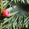 Taxus cuspidata, fruit