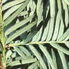 Taxus cuspidata, fruit