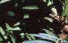 Taxus cuspidata, fruit