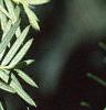 Taxus cuspidata, fruit