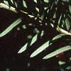 Taxus cuspidata, fruit