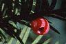 Taxus cuspidata, fruit