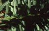 Taxus cuspidata, fruit