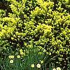 Taxus cuspidata 'Aurescens', habit
