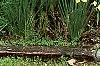 Taxus cuspidata 'Aurescens', habit