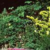 Taxus cuspidata 'Aurescens', habit
