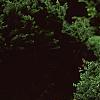 Taxus cuspidata 'Aurescens', habit