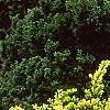 Taxus cuspidata 'Aurescens', habit