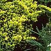 Taxus cuspidata 'Aurescens', habit