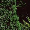 Taxus cuspidata 'Aurescens', habit
