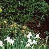 Taxus cuspidata 'Aurescens', habit