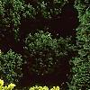 Taxus cuspidata 'Aurescens', habit