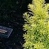 Taxus cuspidata 'Bright Gold', habit