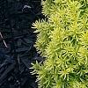 Taxus cuspidata 'Bright Gold', habit