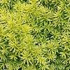 Taxus cuspidata 'Bright Gold', habit