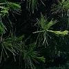 Taxus cuspidata 'Bright Gold', habit