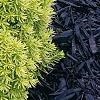 Taxus cuspidata 'Bright Gold', habit
