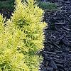 Taxus cuspidata 'Bright Gold', habit
