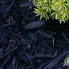Taxus cuspidata 'Bright Gold', habit