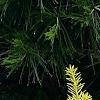 Taxus cuspidata 'Bright Gold', habit
