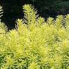Taxus cuspidata 'Bright Gold', habit
