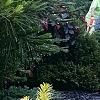 Taxus cuspidata 'Bright Gold', habit