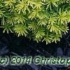 Taxus cuspidata 'Bright Gold', habit