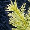 Taxus cuspidata 'Bright Gold', leaves