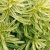 Taxus cuspidata 'Bright Gold', leaves