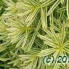 Taxus cuspidata 'Bright Gold', leaves