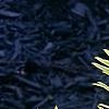 Taxus cuspidata 'Bright Gold', leaves
