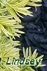 Taxus cuspidata 'Bright Gold', leaves