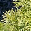 Taxus cuspidata 'Bright Gold', leaves