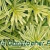 Taxus cuspidata 'Bright Gold', leaves