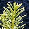 Taxus cuspidata 'Bright Gold', leaves