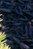 Taxus cuspidata 'Bright Gold', leaves