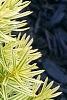 Taxus cuspidata 'Bright Gold', leaves