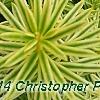 Taxus cuspidata 'Bright Gold', leaves